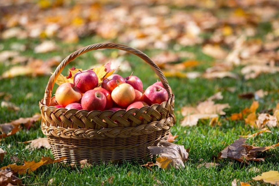 Apples